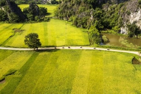 Tam Coc ជារម្មណីដ្ឋានមួយដ៏ស្រស់ស្អាតដែលមានមនុស្សតិចតួចណាស់ស្គាល់ដល់ - ảnh 6